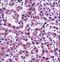 Nicotinamide N-Methyltransferase antibody, LS-C162921, Lifespan Biosciences, Immunohistochemistry frozen image 