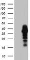 Homeobox protein Nkx-3.1 antibody, TA805086S, Origene, Western Blot image 