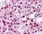 Growth Differentiation Factor 3 antibody, 49-671, ProSci, Immunohistochemistry paraffin image 