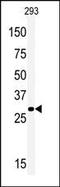 Homeobox protein MOX-1 antibody, TA324913, Origene, Western Blot image 