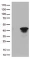 MEP antibody, TA812842, Origene, Western Blot image 