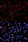 Myocyte-specific enhancer factor 2C antibody, AP0075, ABclonal Technology, Immunofluorescence image 