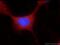 Ubiquilin Like antibody, 16400-1-AP, Proteintech Group, Immunofluorescence image 