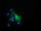 Epoxide Hydrolase 2 antibody, GTX84570, GeneTex, Immunofluorescence image 
