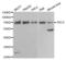 Selectin E antibody, abx001803, Abbexa, Western Blot image 