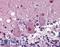 Histone Deacetylase 3 antibody, LS-B3893, Lifespan Biosciences, Immunohistochemistry frozen image 