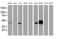 Branched Chain Amino Acid Transaminase 1 antibody, MA5-25892, Invitrogen Antibodies, Western Blot image 