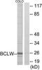 Bcl-2-like protein 2 antibody, TA312127, Origene, Western Blot image 