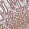 ADP Ribosylation Factor Like GTPase 2 Binding Protein antibody, NBP2-30681, Novus Biologicals, Immunohistochemistry frozen image 
