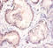 Wnt Family Member 3A antibody, A52869-100, Epigentek, Immunohistochemistry paraffin image 