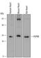 Heat Shock Protein Family B (Small) Member 8 antibody, MAB4987, R&D Systems, Western Blot image 