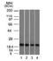Ferritin light chain 1 antibody, 33-711, ProSci, Western Blot image 
