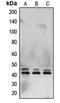 Mitogen-Activated Protein Kinase 1 antibody, orb214451, Biorbyt, Western Blot image 