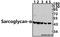Sarcoglycan Alpha antibody, A04756, Boster Biological Technology, Western Blot image 
