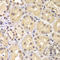 Karyopherin Subunit Alpha 6 antibody, LS-C349086, Lifespan Biosciences, Immunohistochemistry frozen image 