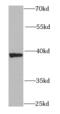 Cytosolic Iron-Sulfur Assembly Component 1 antibody, FNab01704, FineTest, Western Blot image 