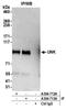 Unk Zinc Finger antibody, A304-712A, Bethyl Labs, Immunoprecipitation image 