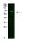 NUT Midline Carcinoma Family Member 1 antibody, PA5-68476, Invitrogen Antibodies, Western Blot image 