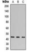 NFKB Inhibitor Epsilon antibody, orb376168, Biorbyt, Western Blot image 