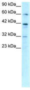 E2F Transcription Factor 4 antibody, TA329212, Origene, Western Blot image 