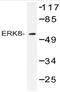 ERK8 antibody, AP20502PU-N, Origene, Western Blot image 