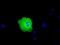 Peroxisomal targeting signal 1 receptor antibody, MA5-25177, Invitrogen Antibodies, Immunocytochemistry image 