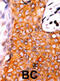 Methyl-CpG Binding Protein 2 antibody, abx031876, Abbexa, Immunohistochemistry frozen image 
