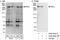 FRY Like Transcription Coactivator antibody, A302-643A, Bethyl Labs, Immunoprecipitation image 