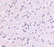 Calcium-dependent secretion activator 2 antibody, 4565, ProSci, Immunohistochemistry paraffin image 