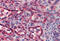 Cytochrome C, Somatic antibody, MBS246113, MyBioSource, Immunohistochemistry frozen image 