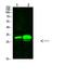 Potassium Channel Tetramerization Domain Containing 7 antibody, A11066, Boster Biological Technology, Western Blot image 