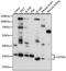 Osteoclastogenesis Associated Transmembrane Protein 1 antibody, A11685, ABclonal Technology, Western Blot image 