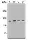 UDP-Glucose Glycoprotein Glucosyltransferase 1 antibody, LS-C668806, Lifespan Biosciences, Western Blot image 