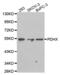 Pyruvate Dehydrogenase Complex Component X antibody, abx001926, Abbexa, Western Blot image 