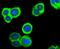 Peroxiredoxin 2 antibody, NBP2-67887, Novus Biologicals, Immunocytochemistry image 