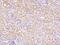 EPH Receptor A4 antibody, 11314-T24, Sino Biological, Immunohistochemistry paraffin image 