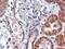 Atypical Chemokine Receptor 1 (Duffy Blood Group) antibody, 45-502, ProSci, Enzyme Linked Immunosorbent Assay image 