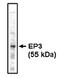 Prostaglandin E2 receptor EP3 subtype antibody, AM05326PU-N, Origene, Western Blot image 