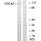 Cell Division Cycle Associated 2 antibody, PA5-49909, Invitrogen Antibodies, Western Blot image 