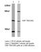 HSP70 antibody, LS-C177163, Lifespan Biosciences, Western Blot image 