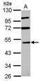 Ras association domain-containing protein 8 antibody, PA5-30556, Invitrogen Antibodies, Western Blot image 
