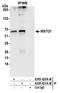 Misato Mitochondrial Distribution And Morphology Regulator 1 antibody, A305-621A-M, Bethyl Labs, Immunoprecipitation image 