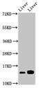 Histone H2B type 1-B antibody, LS-C369764, Lifespan Biosciences, Western Blot image 