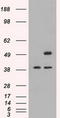 CD4 antibody, TA500478S, Origene, Western Blot image 