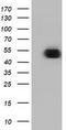 Ornithine Decarboxylase 1 antibody, TA501286, Origene, Western Blot image 