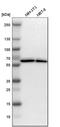 Zinc Finger Protein 207 antibody, HPA017013, Atlas Antibodies, Western Blot image 