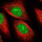 Replication Termination Factor 2 antibody, HPA053986, Atlas Antibodies, Immunofluorescence image 