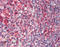 Calnexin antibody, A03372, Boster Biological Technology, Immunohistochemistry frozen image 