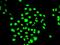 Elongation Factor Tu GTP Binding Domain Containing 2 antibody, orb247760, Biorbyt, Immunofluorescence image 