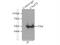 C9orf72-SMCR8 Complex Subunit antibody, 66140-1-Ig, Proteintech Group, Immunoprecipitation image 